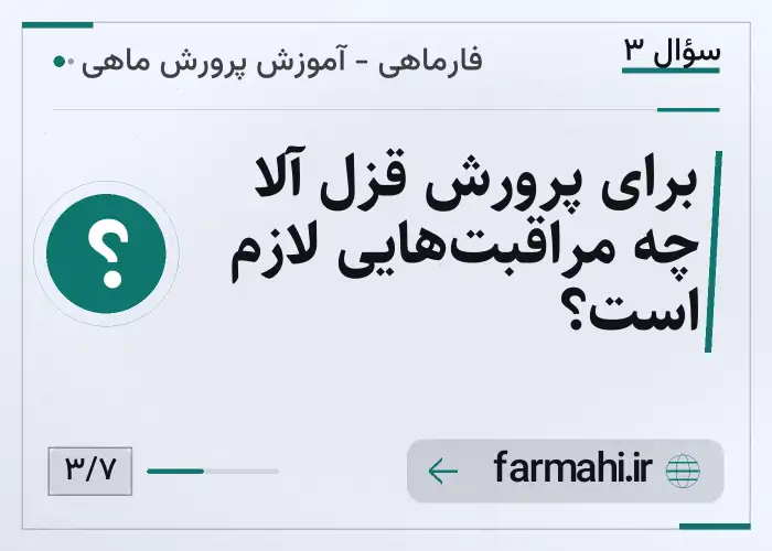 برای پرورش قزل آلا چه مراقبت‌هایی لازم است؟