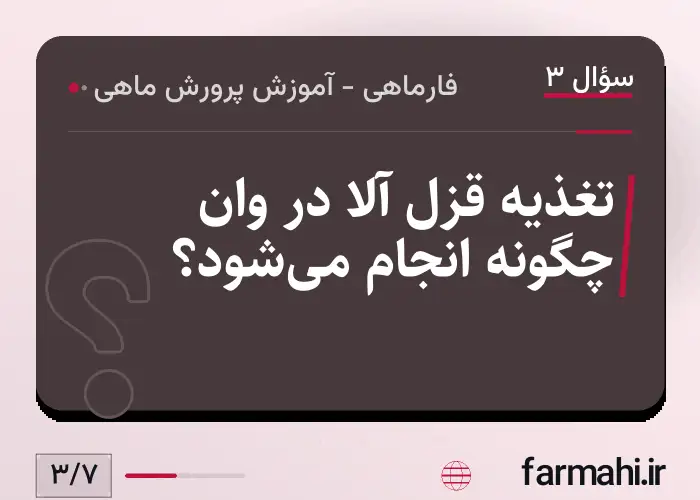 تغذیه قزل آلا در وان چگونه انجام میشود؟