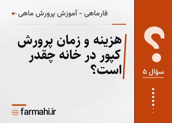 هزینه و زمان پرورش کپور در خانه چقدر است؟