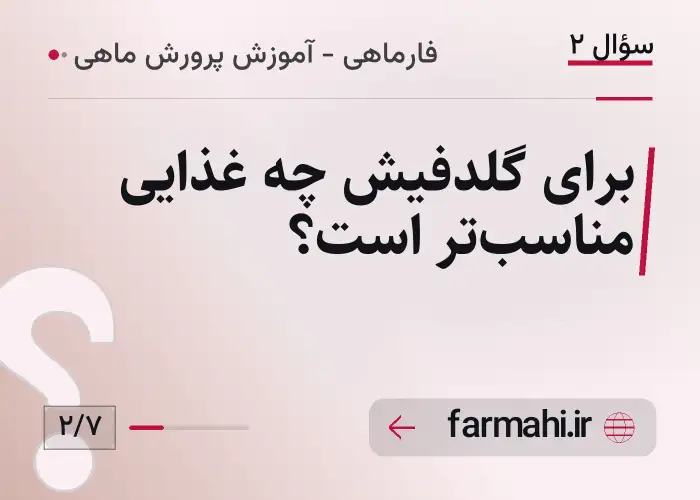 برای گلدفیش چه غذایی مناسب‌تر است؟