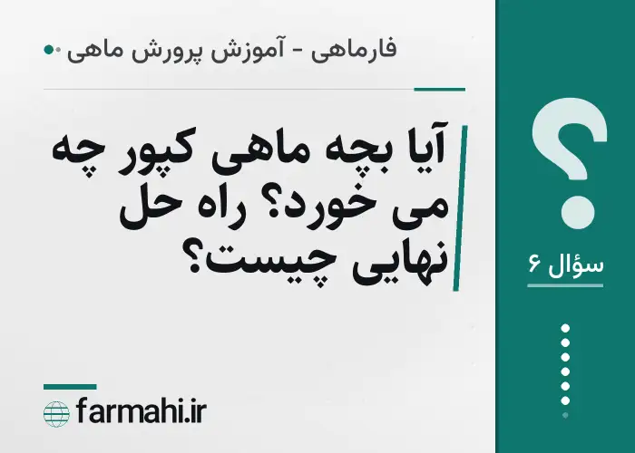 آیا بچه ماهی کپور چه می خورد؟ راه حل نهایی چیست؟