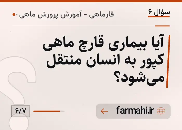 آیا بیماری قارچ ماهی کپور به انسان منتقل می‌شود؟