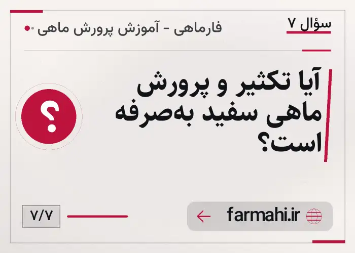آیا تکثیر و پرورش ماهی سفید به‌صرفه است؟