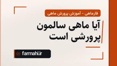 آیا ماهی سالمون پرورشی است