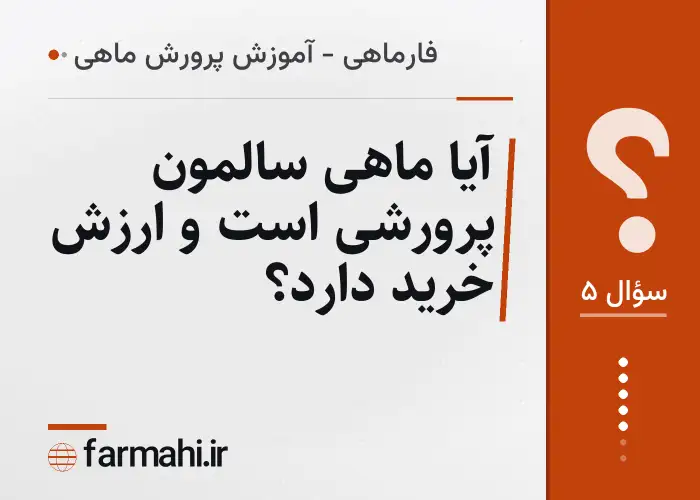 آیا ماهی سالمون پرورشی است و ارزش خرید دارد؟