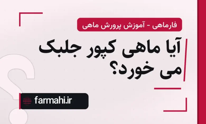 آیا ماهی کپور جلبک می خورد؟