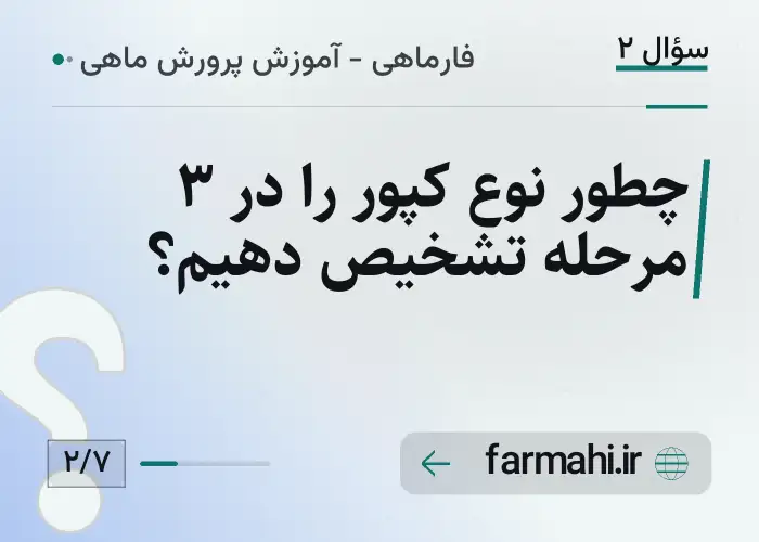 چطور نوع کپور را در ۳ مرحله تشخیص دهیم؟