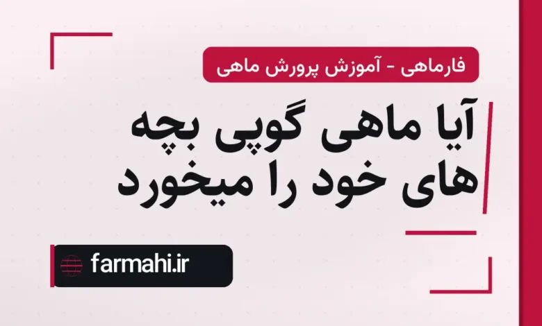 آیا ماهی گوپی بچه های خود را میخورد