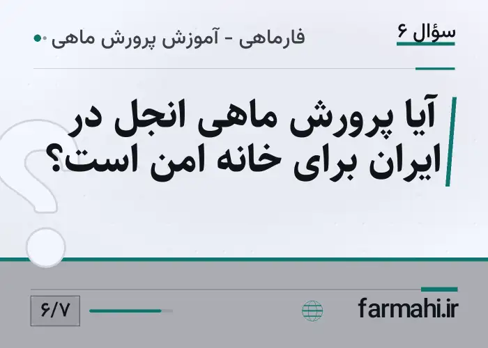 آیا پرورش ماهی انجل در ایران برای خانه امن است؟