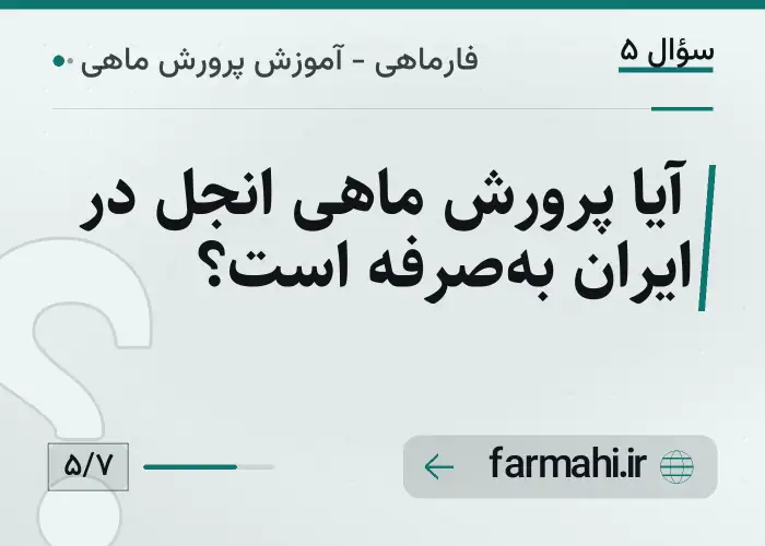 آیا پرورش ماهی انجل در ایران به‌صرفه است؟