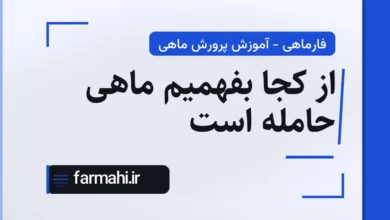 از کجا بفهمیم ماهی حامله است