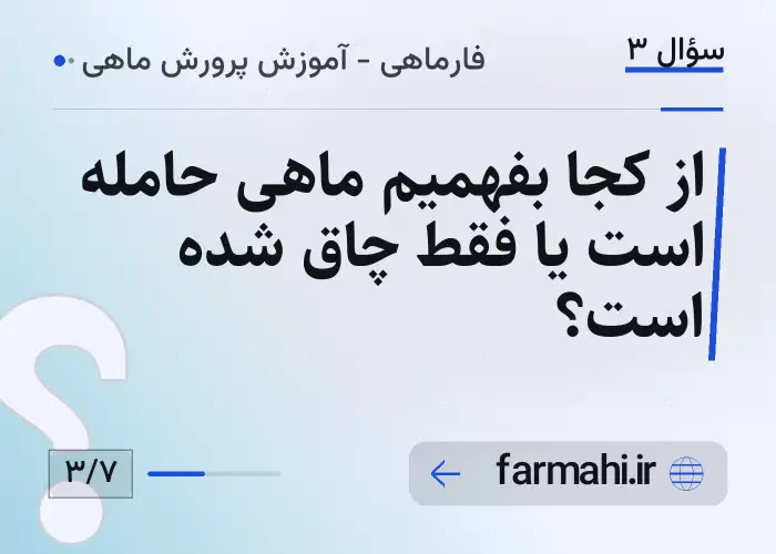 از کجا بفهمیم ماهی حامله است یا فقط چاق شده است؟