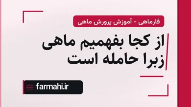 از کجا بفهمیم ماهی زبرا حامله است