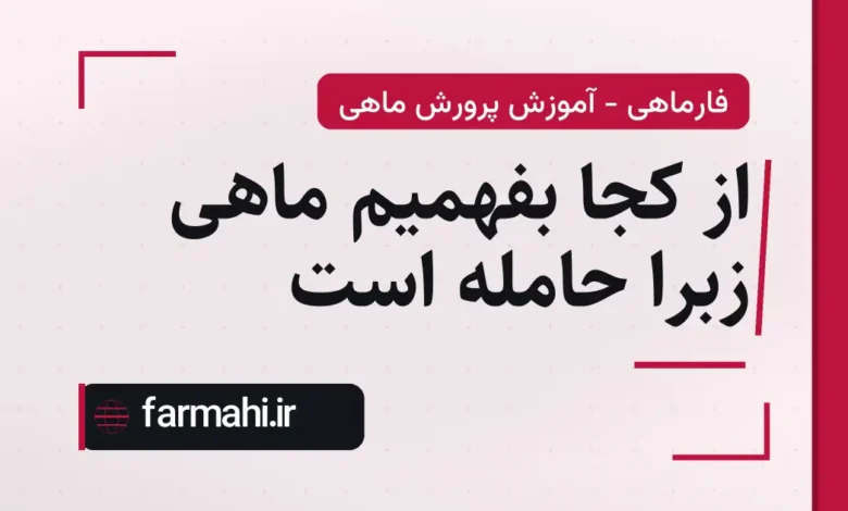 از کجا بفهمیم ماهی زبرا حامله است