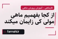 از کجا بفهمیم ماهی مولی کی زایمان میکند