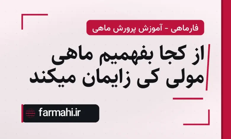از کجا بفهمیم ماهی مولی کی زایمان میکند