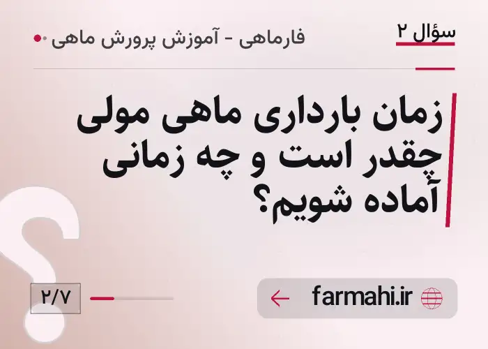 زمان بارداری ماهی مولی چقدر است و چه زمانی آماده شویم؟