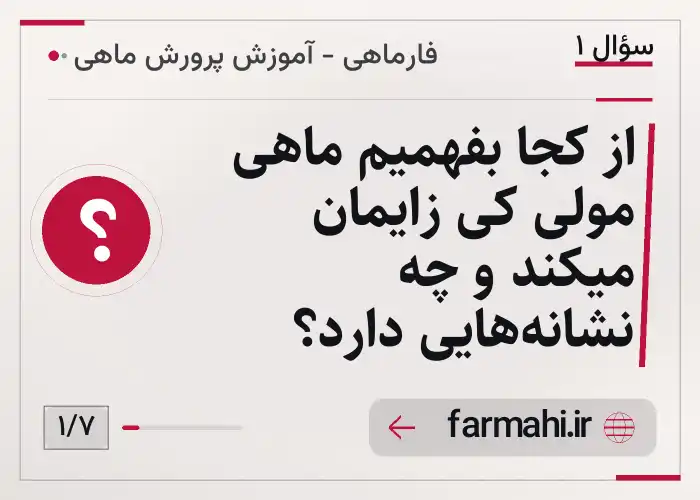 از کجا بفهمیم ماهی مولی کی زایمان میکند و چه نشانه‌هایی دارد؟