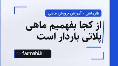از کجا بفهمیم ماهی پلاتی باردار است