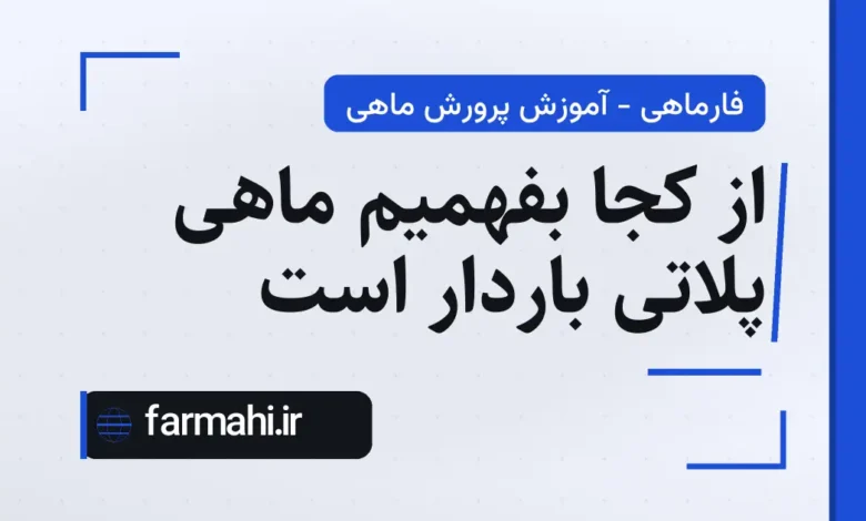 از کجا بفهمیم ماهی پلاتی باردار است