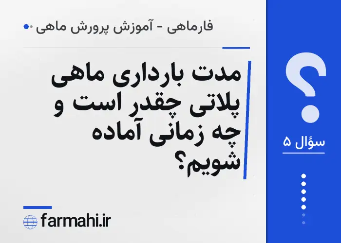 مدت بارداری ماهی پلاتی چقدر است و چه زمانی آماده شویم؟