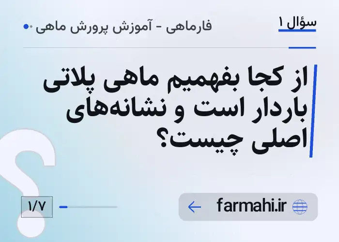 از کجا بفهمیم ماهی پلاتی باردار است و نشانه‌های اصلی چیست؟