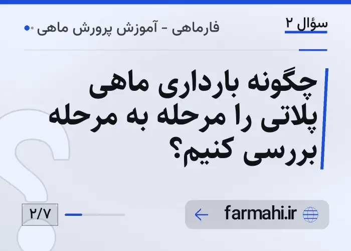 چگونه بارداری ماهی پلاتی را مرحله به مرحله بررسی کنیم؟