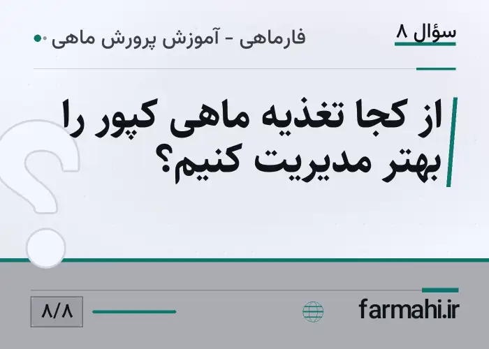 از کجا تغذیه ماهی کپور را بهتر مدیریت کنیم؟