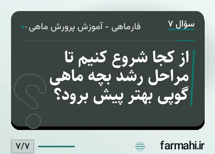 از کجا شروع کنیم تا مراحل رشد بچه ماهی گوپی بهتر پیش برود؟