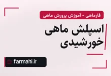 اسپلش ماهی خورشیدی