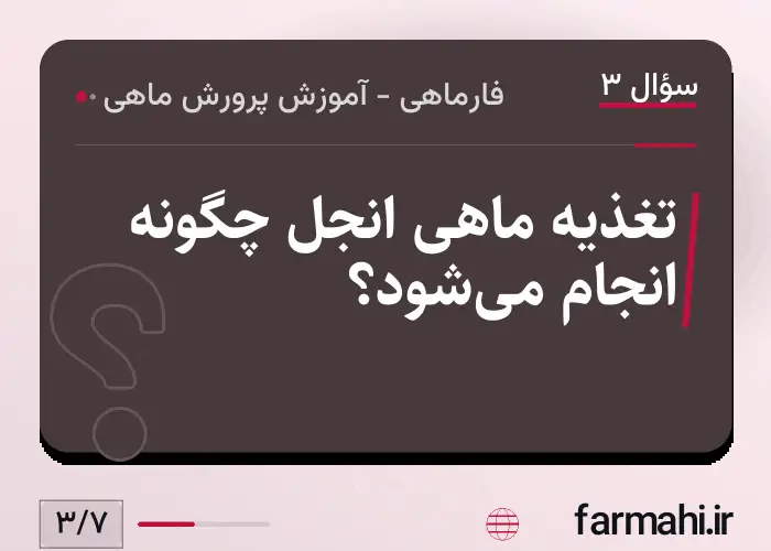 تغذیه ماهی انجل چگونه انجام می‌شود؟