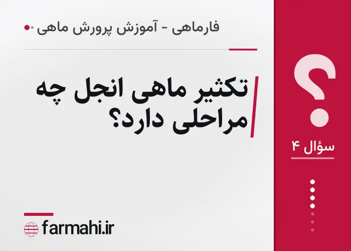 تکثیر ماهی انجل چه مراحلی دارد؟