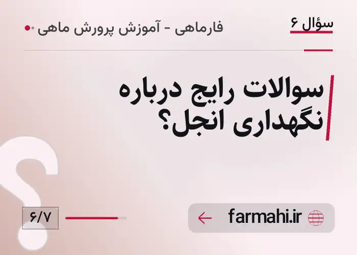 سوالات رایج درباره نگهداری انجل؟