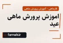 اموزش پرورش ماهی عید