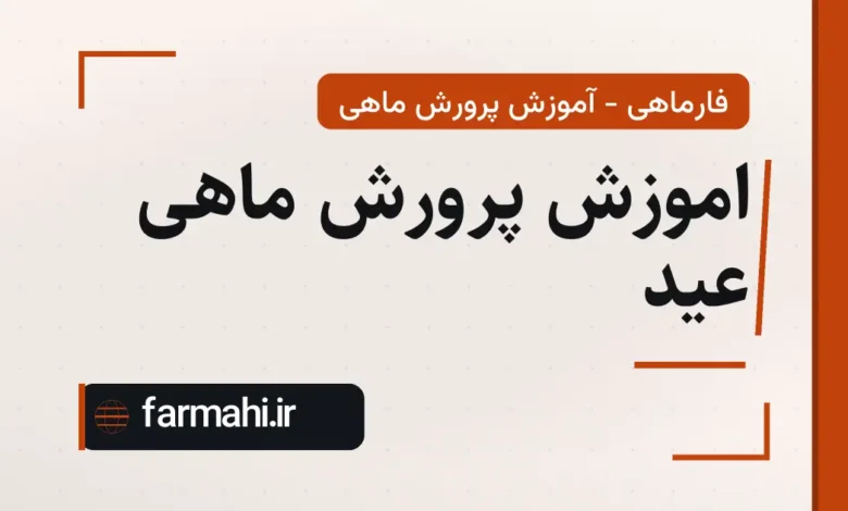 اموزش پرورش ماهی عید