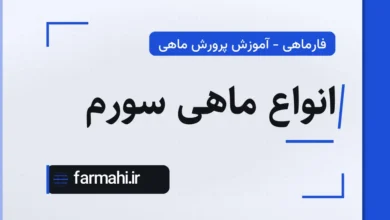 انواع ماهی سورم