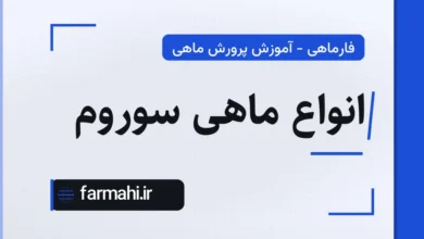 انواع ماهی سوروم