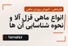 انواع ماهی قزل آلا و نحوه شناسایی آن ها