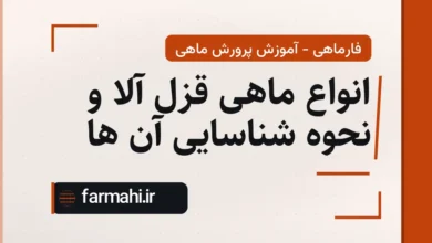 انواع ماهی قزل آلا و نحوه شناسایی آن ها