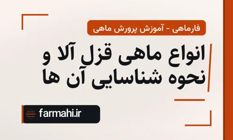 انواع ماهی قزل آلا و نحوه شناسایی آن ها