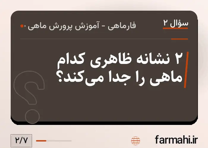 ۲ نشانه ظاهری کدام ماهی را جدا میکند؟