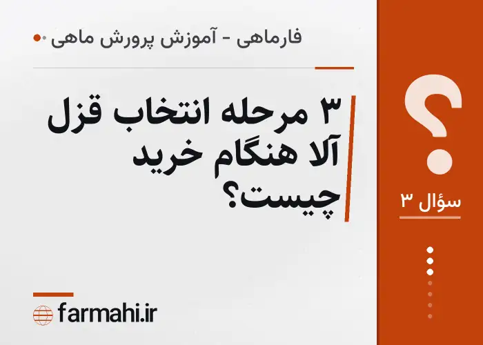 ۳ مرحله انتخاب قزل آلا هنگام خرید چیست؟