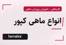 انواع ماهی کپور