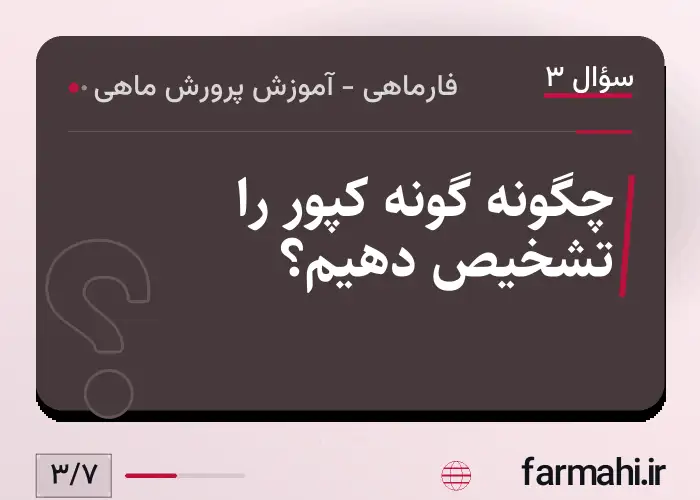 چگونه گونه کپور را تشخیص دهیم؟