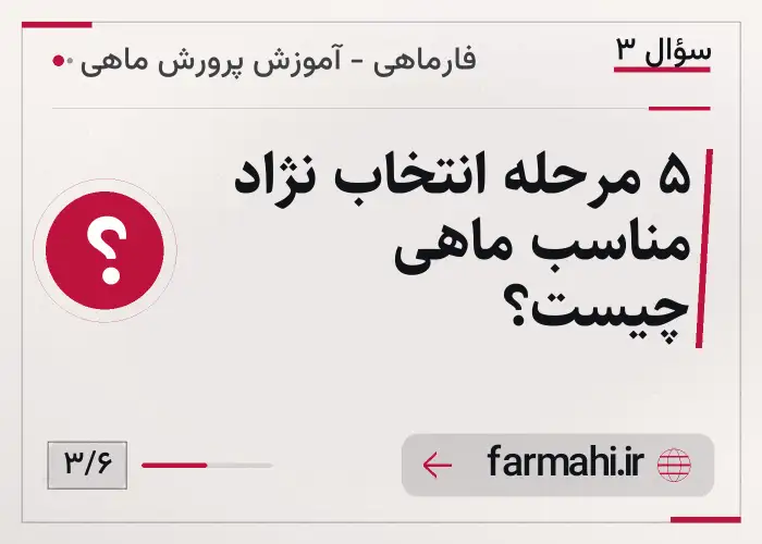 ۵ مرحله انتخاب نژاد مناسب ماهی چیست؟