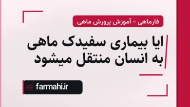 ایا بیماری سفیدک ماهی به انسان منتقل میشود