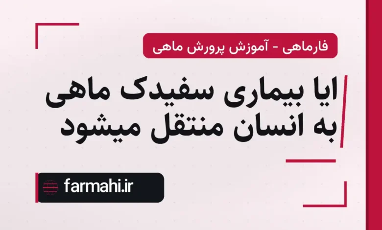 ایا بیماری سفیدک ماهی به انسان منتقل میشود