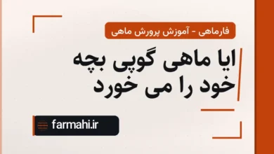 ایا ماهی گوپی بچه خود را می خورد
