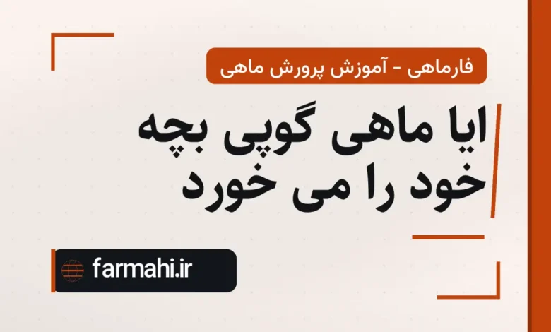 ایا ماهی گوپی بچه خود را می خورد