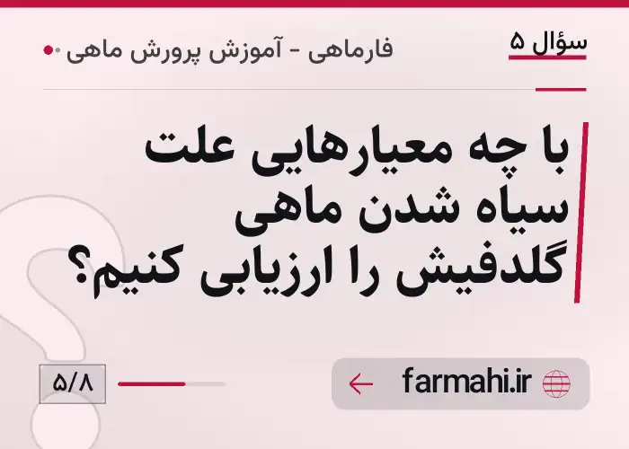 با چه معیارهایی علت سیاه شدن ماهی گلدفیش را ارزیابی کنیم؟